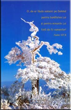 Felicitare FVS12 - Pret | Preturi Felicitare FVS12