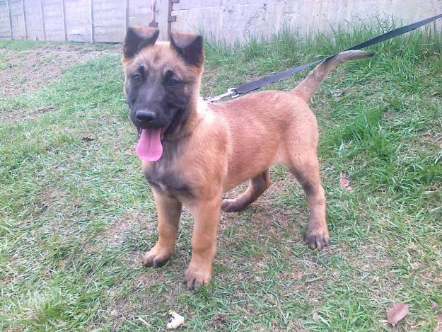 VAND PUI CIOBANESC BELGIAN MALINOIS - Pret | Preturi VAND PUI CIOBANESC BELGIAN MALINOIS