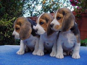Beagle tricolori - Pret | Preturi Beagle tricolori