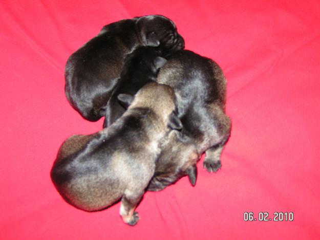 SCHNAUTZERI DE VANZARE!!!! - Pret | Preturi SCHNAUTZERI DE VANZARE!!!!