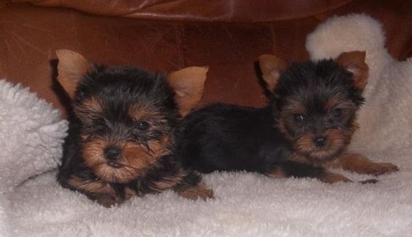 Vand Yorkshire Terrier Mini Toy Rasa Pura! - Pret | Preturi Vand Yorkshire Terrier Mini Toy Rasa Pura!