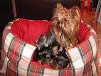 vand yorkshire terrier - Pret | Preturi vand yorkshire terrier