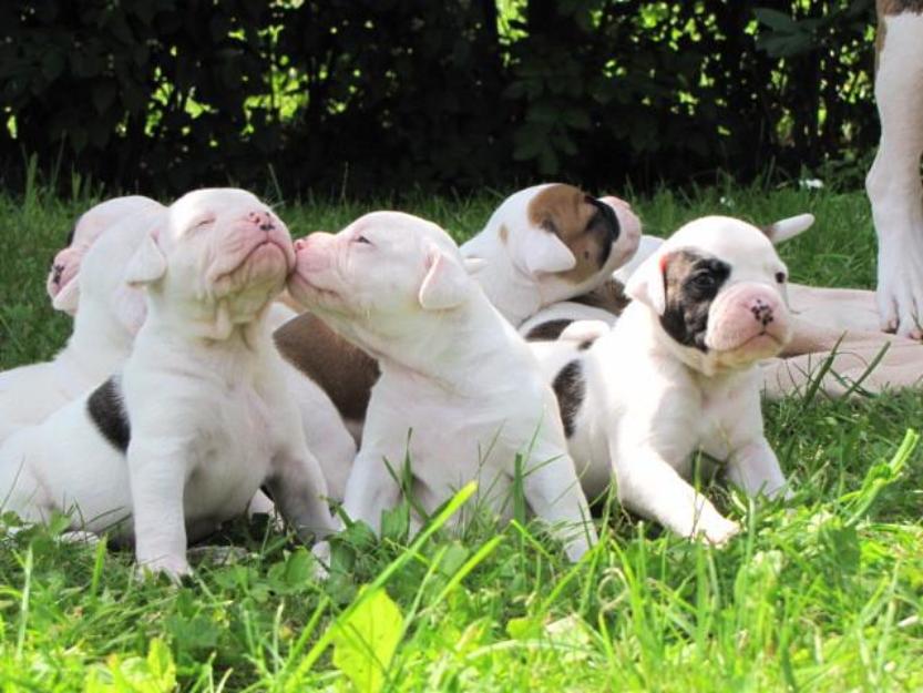 Bulldog American de vanzare - Pret | Preturi Bulldog American de vanzare