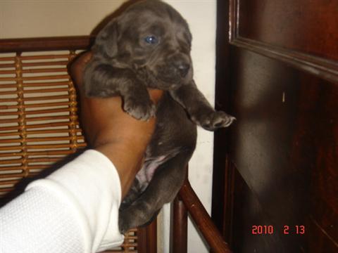 CANE CORSO - Pret | Preturi CANE CORSO