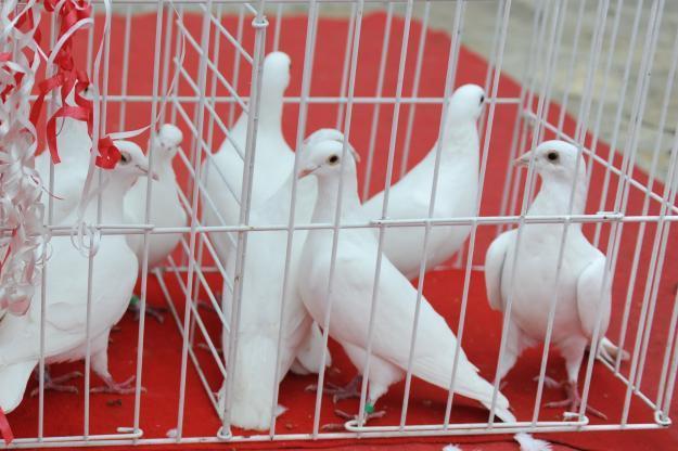 Inchiriez porumbei albi pentru nunti si alte evenimente - Pret | Preturi Inchiriez porumbei albi pentru nunti si alte evenimente