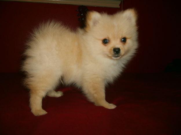 VAND POMERANIAN.OFERTA DE CRACIUN - Pret | Preturi VAND POMERANIAN.OFERTA DE CRACIUN