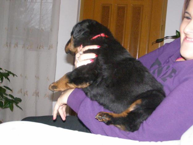 pui rottweiler rasa pura - Pret | Preturi pui rottweiler rasa pura