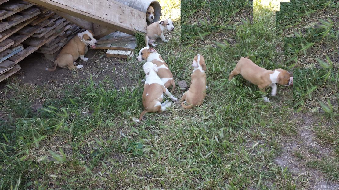 Catei Amstaff - Pret | Preturi Catei Amstaff
