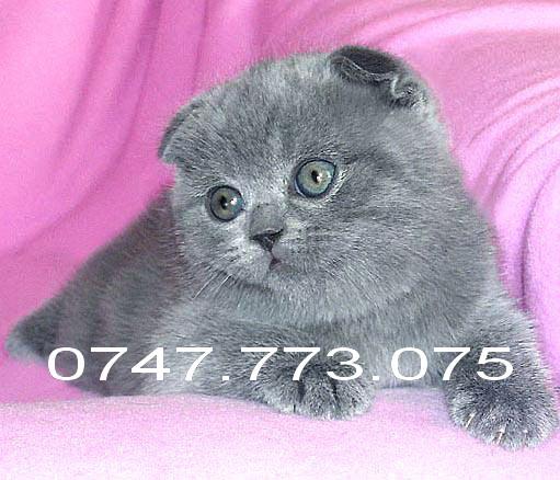 Scottish Fold de Rasa - Pret | Preturi Scottish Fold de Rasa