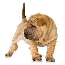 shar pei cutati - Pret | Preturi shar pei cutati