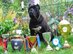 Pui cane corso din parinti Multi-Campioni ! ! ! - Pret | Preturi Pui cane corso din parinti Multi-Campioni ! ! !