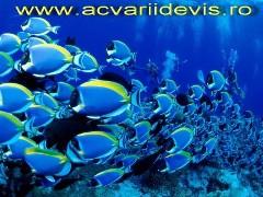 Acvariidevis.ro - Pret | Preturi Acvariidevis.ro