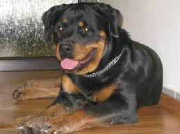 Femela rottweiler - Pret | Preturi Femela rottweiler