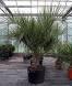Palmieri de Interior Exterior Arbusti Naturali - Pret | Preturi Palmieri de Interior Exterior Arbusti Naturali