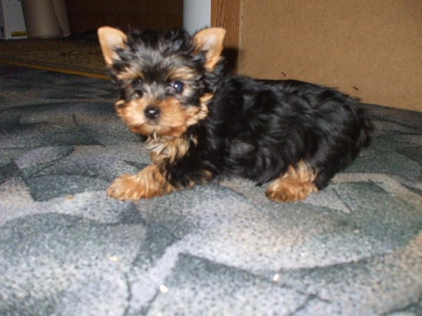 Yorkshire terrier de vanzare - Pret | Preturi Yorkshire terrier de vanzare