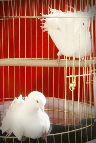 Inchiriez porumbei albi de nunta in Brasov - Pret | Preturi Inchiriez porumbei albi de nunta in Brasov