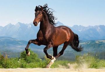 Puzzle Castorland 1500 Galloping Andalusian - Pret | Preturi Puzzle Castorland 1500 Galloping Andalusian
