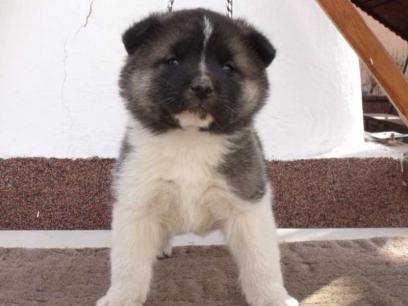 Akita Inu Puppies for Sale - Pret | Preturi Akita Inu Puppies for Sale