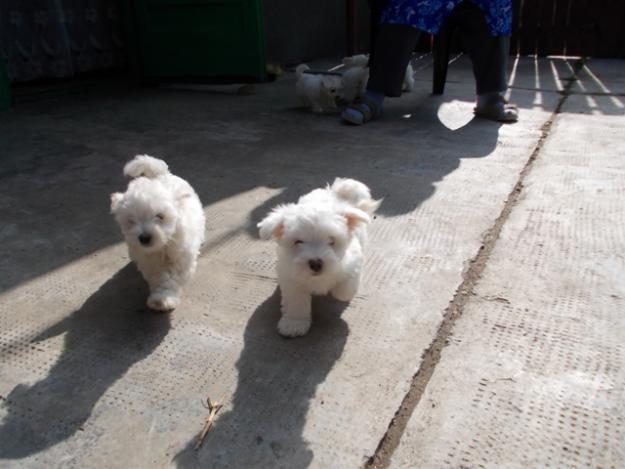 vand bichon maltez albi - Pret | Preturi vand bichon maltez albi