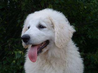 Kuvasz - Pret | Preturi Kuvasz