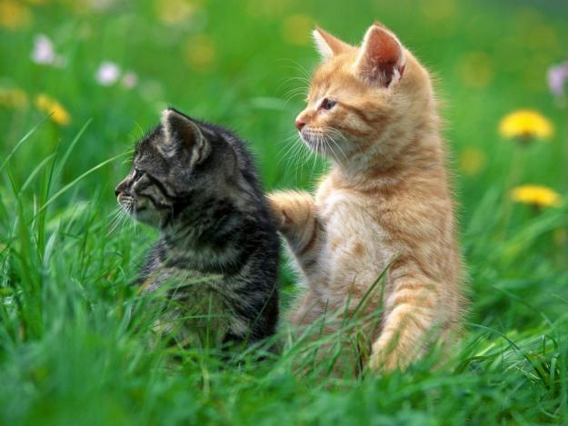 adopt sau cumpar pui pisica persana sau birmaneza - Pret | Preturi adopt sau cumpar pui pisica persana sau birmaneza