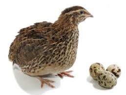Oua/Pui de prepelita pentru consum/incubatie - Pret | Preturi Oua/Pui de prepelita pentru consum/incubatie