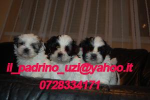 PUI SHIH TZU TALIE MINI - Pret | Preturi PUI SHIH TZU TALIE MINI