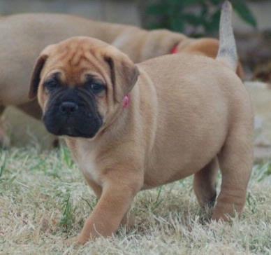 Vand catei Bullmastiff - Pret | Preturi Vand catei Bullmastiff