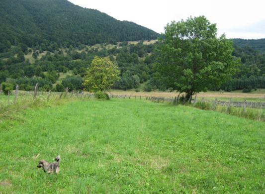 vand teren la munte-Baraj Valea Uzului-Darmanesti - Pret | Preturi vand teren la munte-Baraj Valea Uzului-Darmanesti