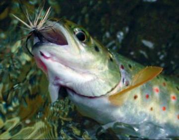 MUSCA ARTIF.PE CIRLIG MUSTAD NR.14 - Pret | Preturi MUSCA ARTIF.PE CIRLIG MUSTAD NR.14