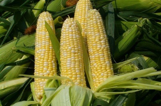 Dorim sa Cumparam Teren Agricol in mai multe zone - Pret | Preturi Dorim sa Cumparam Teren Agricol in mai multe zone