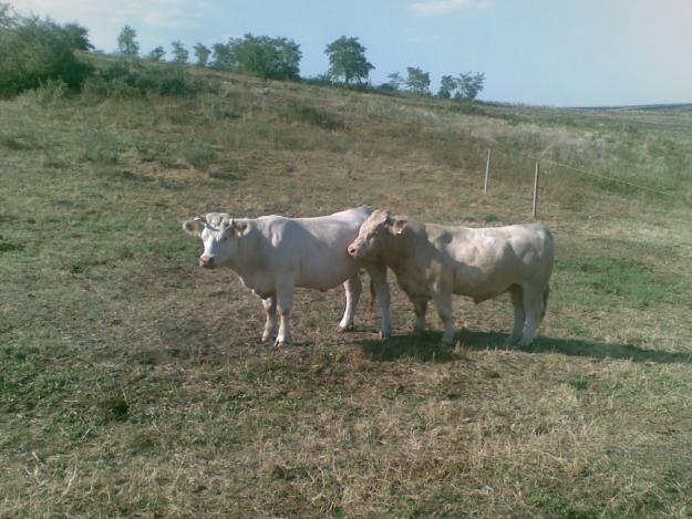 Vaci Charolaise pentru reproductie - Pret | Preturi Vaci Charolaise pentru reproductie