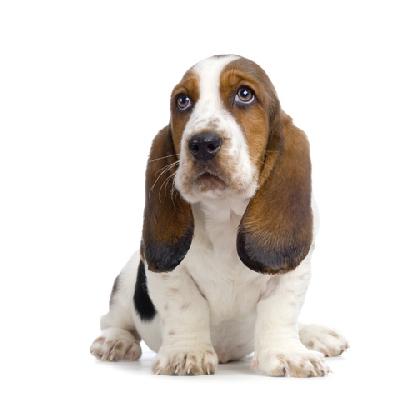 Vindem catelusi BASSET HOUND de rasa pura - Pret | Preturi Vindem catelusi BASSET HOUND de rasa pura