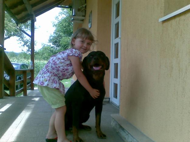 Vand catea rottweiler de 2 ani - Pret | Preturi Vand catea rottweiler de 2 ani