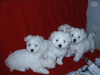 vand catelusi bichon maltez - Pret | Preturi vand catelusi bichon maltez