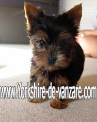 Catei Yorkshire Terrier TOY, Westie, Shih-Tzu, Bichoni de Vanzare - Pret | Preturi Catei Yorkshire Terrier TOY, Westie, Shih-Tzu, Bichoni de Vanzare