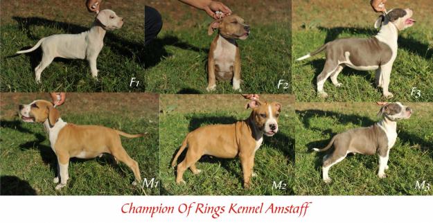 Vand catei AMSTAFF cu pedigree - Pret | Preturi Vand catei AMSTAFF cu pedigree