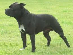 pitbull sau staffordshire bull terrier - Pret | Preturi pitbull sau staffordshire bull terrier