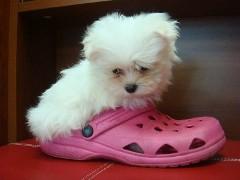 Vand catel bichon maltese pui chihuahua sanatosi - Pret | Preturi Vand catel bichon maltese pui chihuahua sanatosi