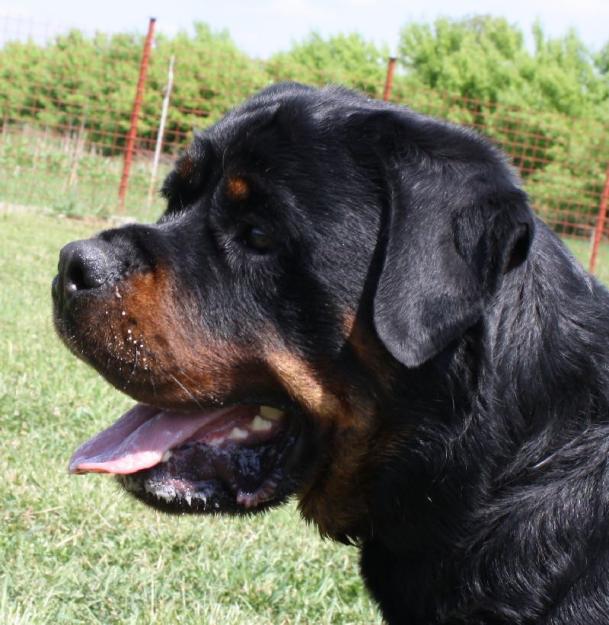 Canisa windsor rottweiler - Pret | Preturi Canisa windsor rottweiler