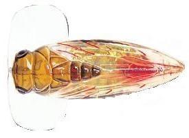 Vobler River2Sea Musca Cicada Poper CP04 (8,0 gr., 5,5 cm) - Pret | Preturi Vobler River2Sea Musca Cicada Poper CP04 (8,0 gr., 5,5 cm)