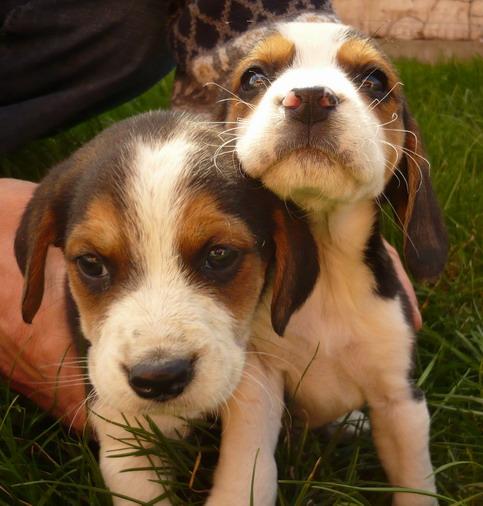catelusi beagle tricolor de vanzare beagle de vanzare - Pret | Preturi catelusi beagle tricolor de vanzare beagle de vanzare