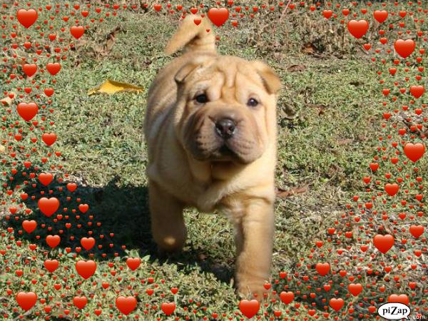 pui shar-pei din CAMPIONI INTERNATIONALI - Pret | Preturi pui shar-pei din CAMPIONI INTERNATIONALI