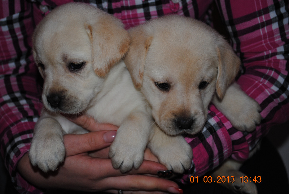 Catelusi labrador retriever aurii - Pret | Preturi Catelusi labrador retriever aurii