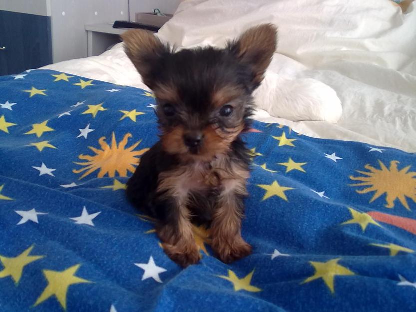 Yorkshire terrier extratoy - Pret | Preturi Yorkshire terrier extratoy