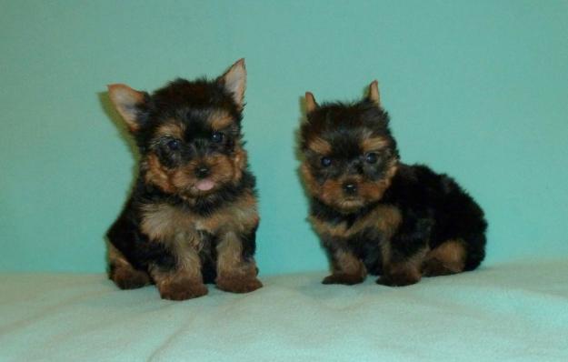 DE VANZARE YORKSHIRE TERRIER, DE VANZARE PUI DE YORKSHIRE TERRIER - Pret | Preturi DE VANZARE YORKSHIRE TERRIER, DE VANZARE PUI DE YORKSHIRE TERRIER