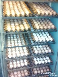 incubatoare oua automate - Pret | Preturi incubatoare oua automate