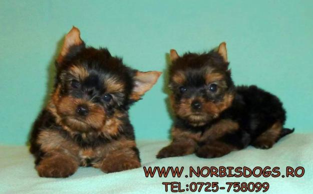 de vanzare pui de YORKSHIRE TERRIER - Pret | Preturi de vanzare pui de YORKSHIRE TERRIER