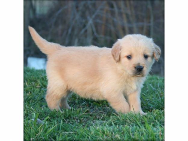 vand catelusi Golden Retriever - Pret | Preturi vand catelusi Golden Retriever