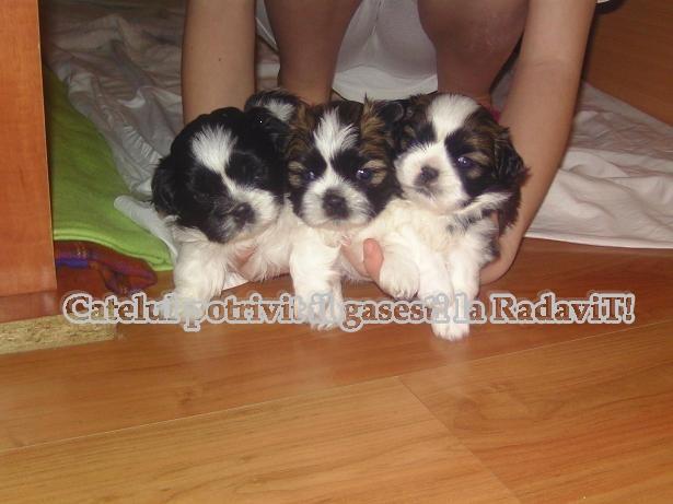 Vand SHIH TZU.OFERTA CRACIUN.TRANSPORT GRATUIT - Pret | Preturi Vand SHIH TZU.OFERTA CRACIUN.TRANSPORT GRATUIT